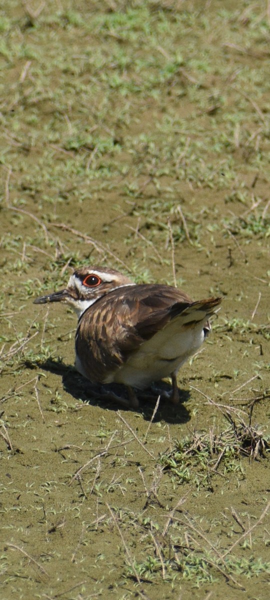 Killdeer - ML617829774