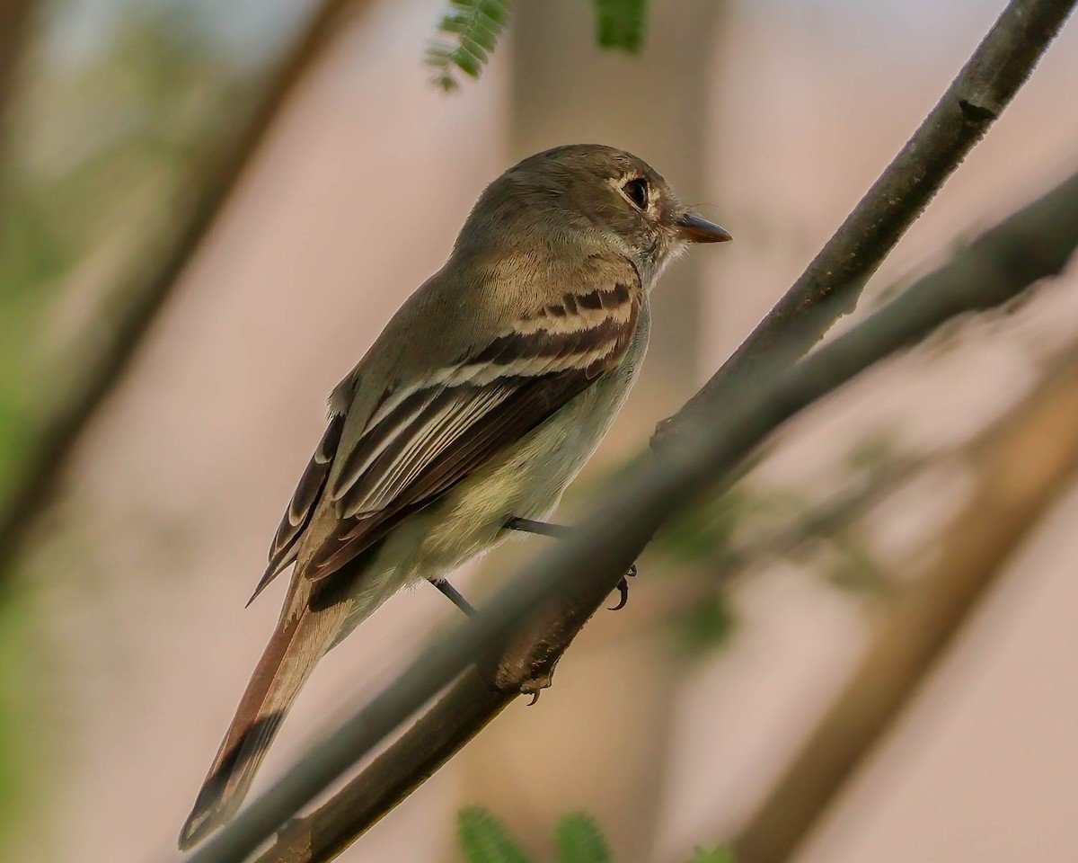 Least Flycatcher - ML617829784