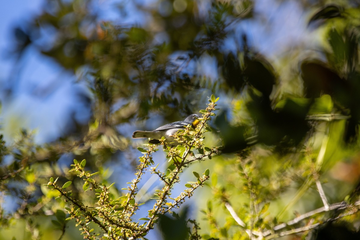 Northern Parula - Jack Duffy