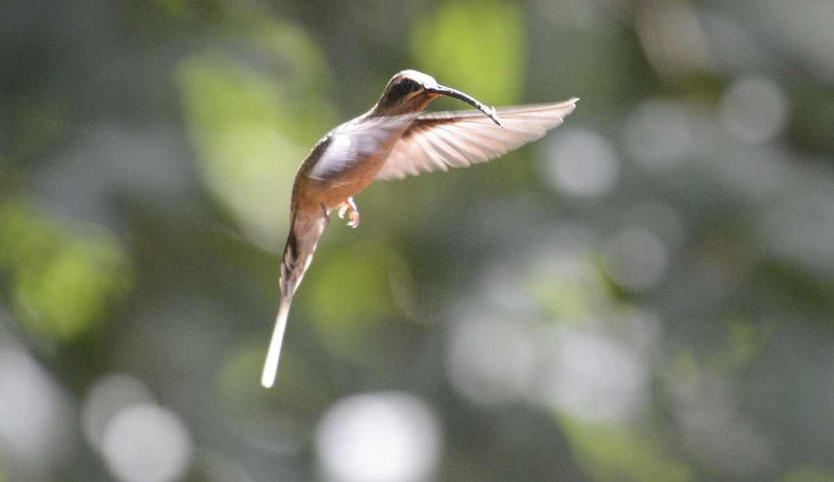 Great-billed Hermit - ML617829793