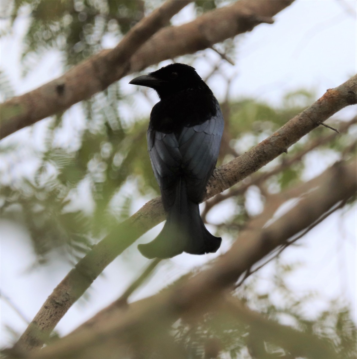 Wallacean Drongo (Flores) - Sunil Zaveri