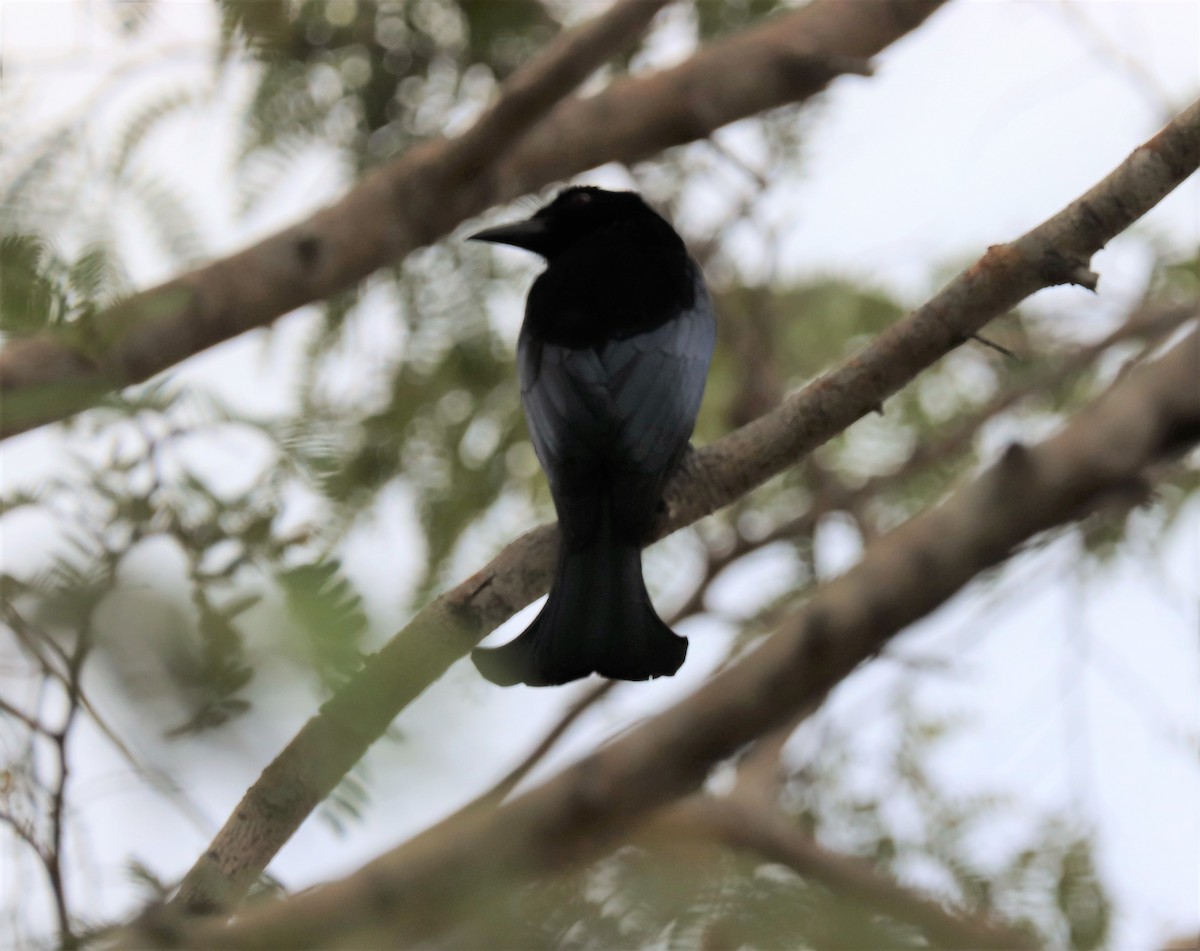 Wallacean Drongo (Flores) - ML617829809