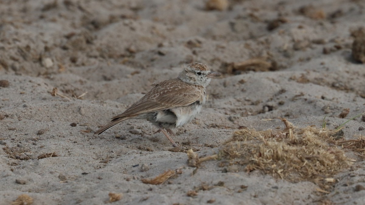 Red-capped Lark - ML617829819