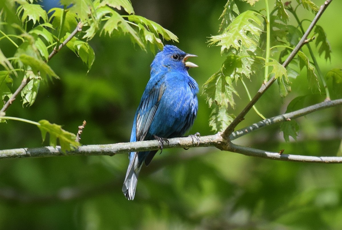 Indigo Bunting - ML617829894