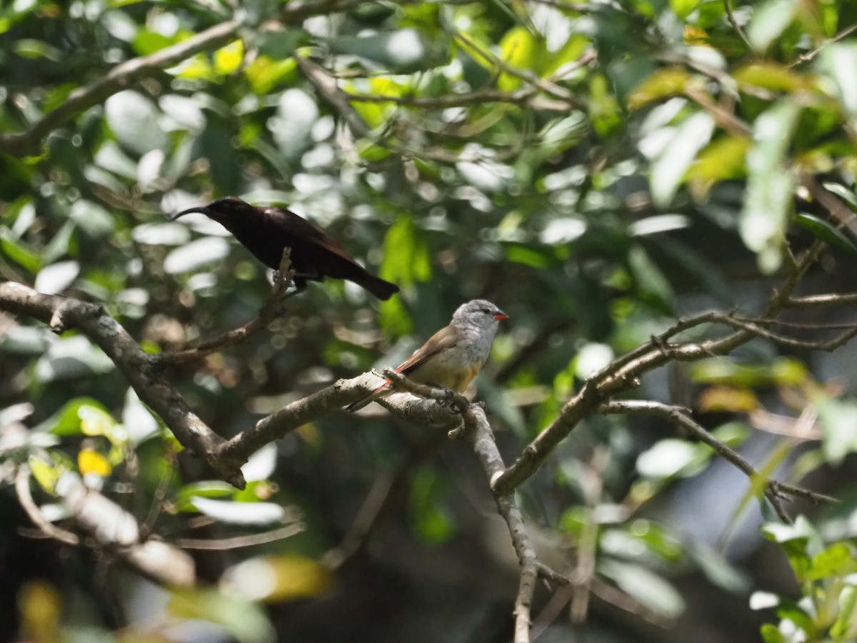 Yellow-bellied Waxbill - ML617829959