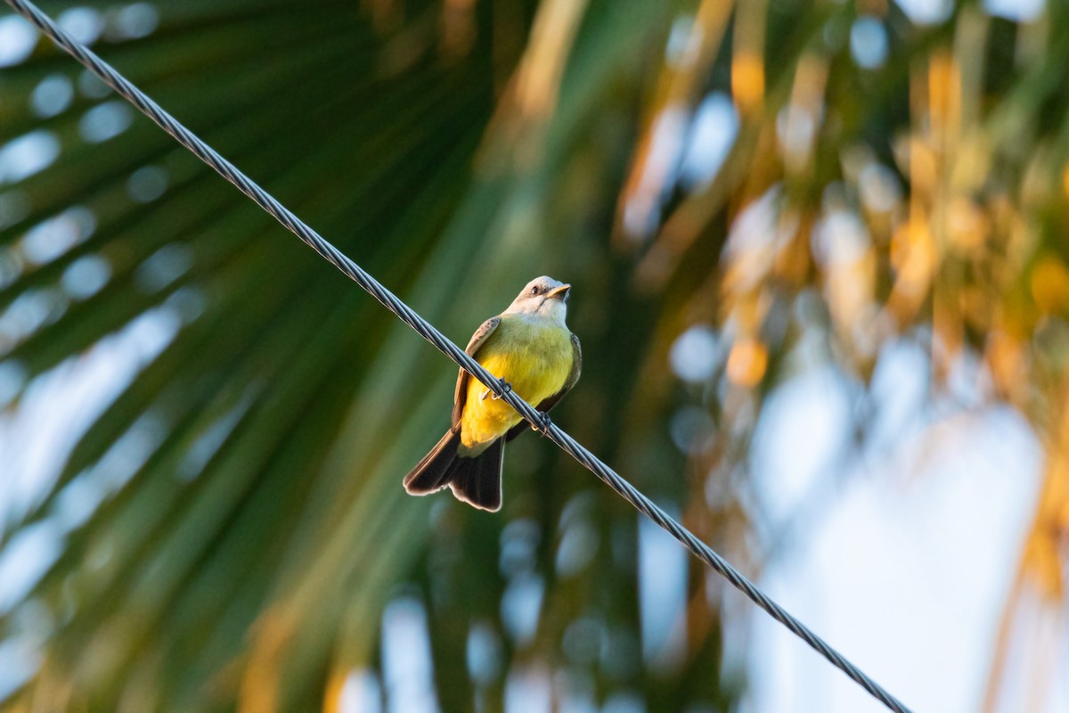 Tropical Kingbird - ML617829968