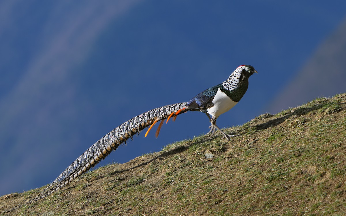 Lady Amherst's Pheasant - ML617830005