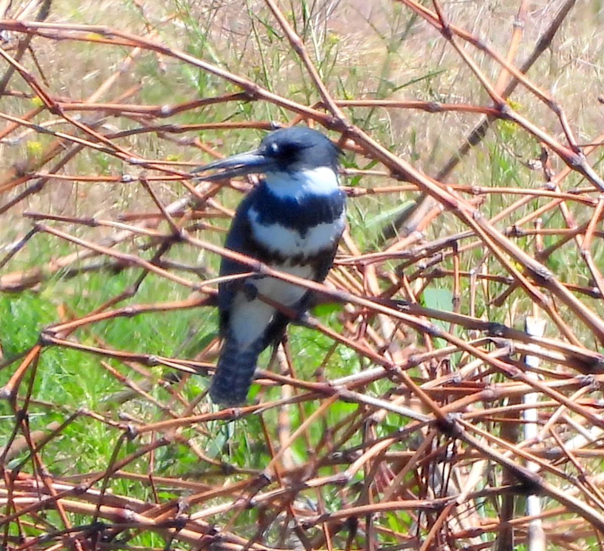 Belted Kingfisher - Ethan Beasley