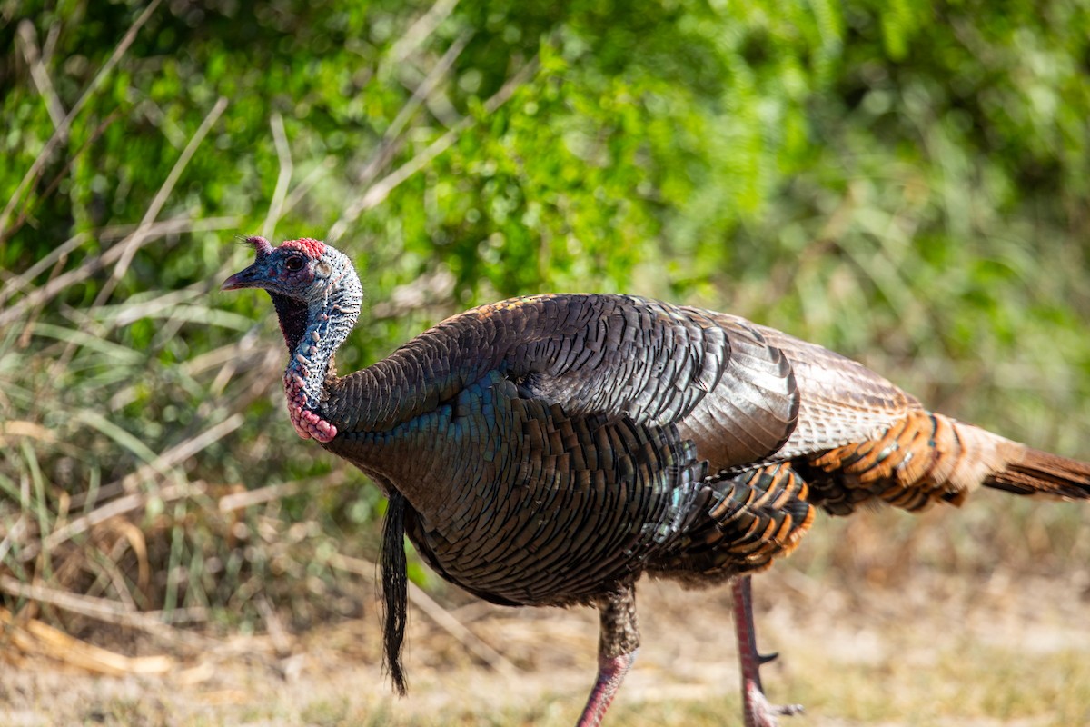 Wild Turkey - ML617830069