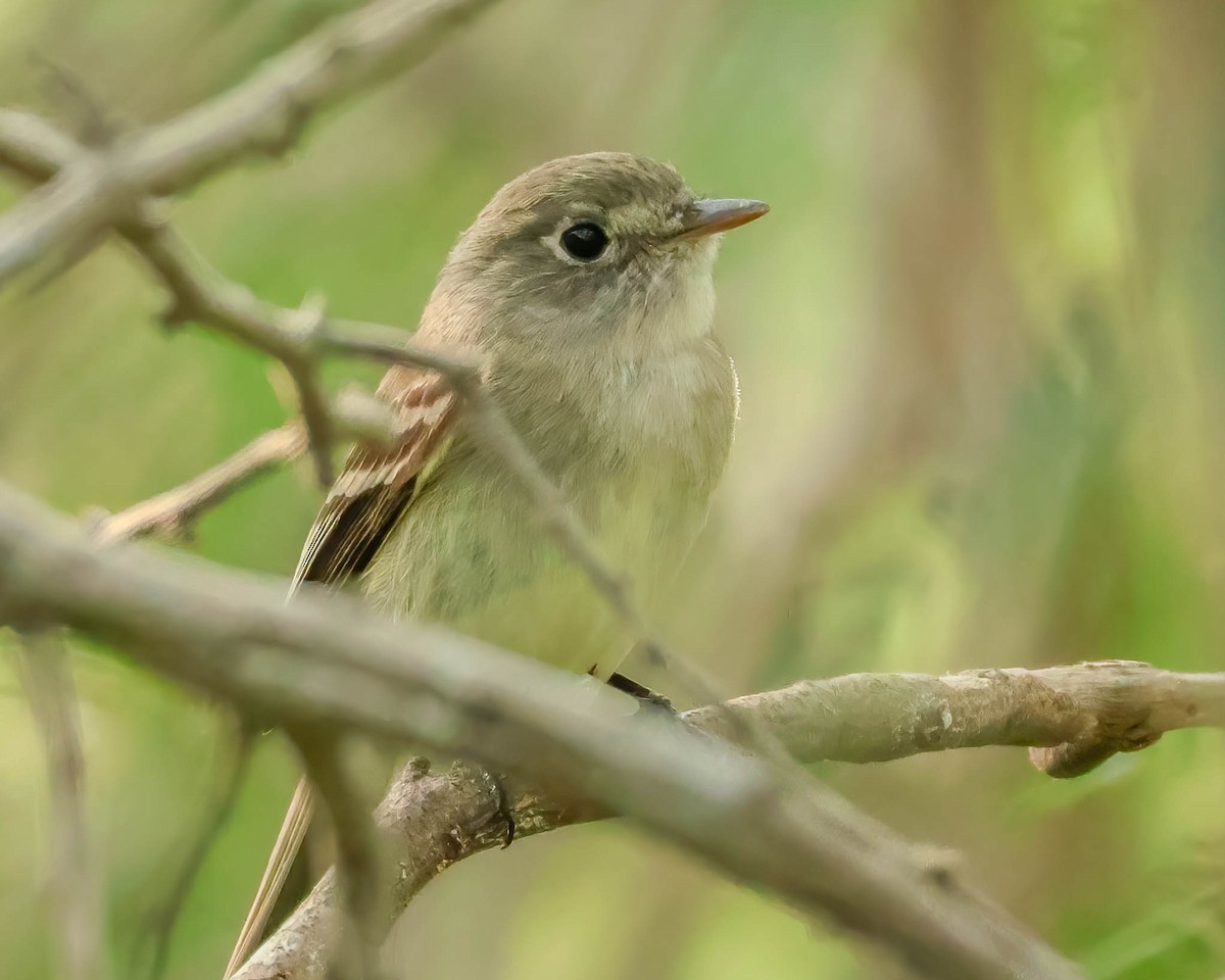 Least Flycatcher - ML617830070