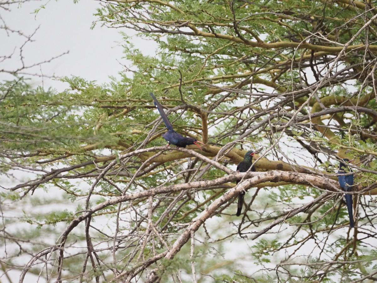 Violet Woodhoopoe - ML617830086