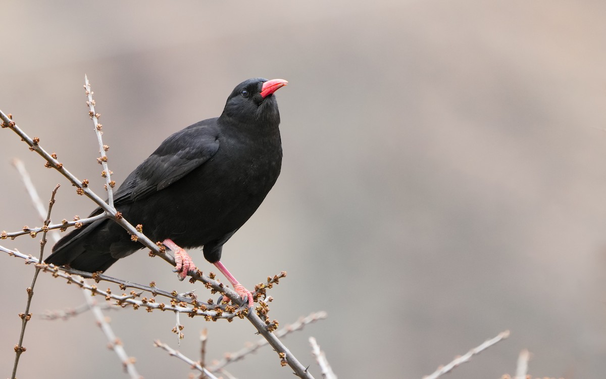 Red-billed Chough - ML617830090