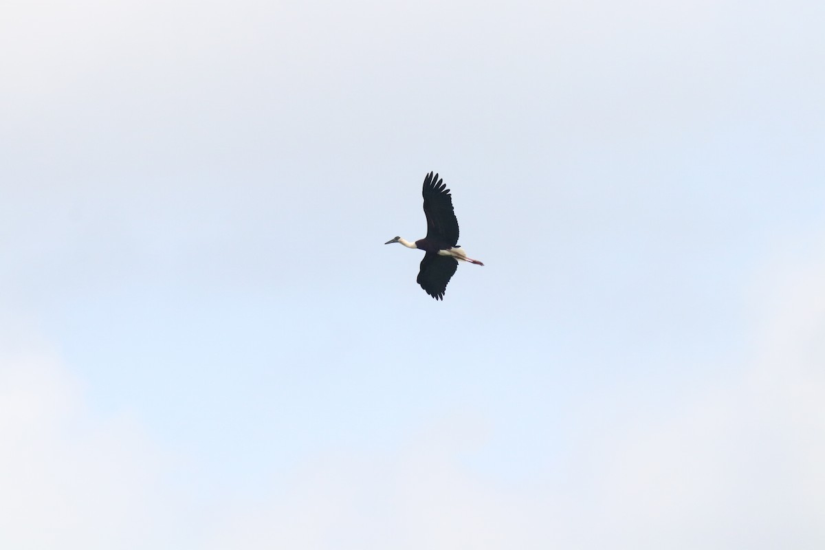 Asian Woolly-necked Stork - Marco Costa