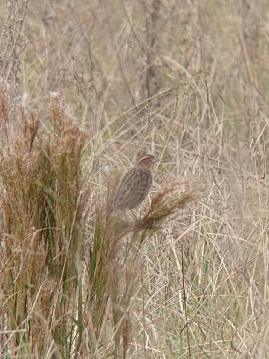 White-browed Meadowlark - ML617830101