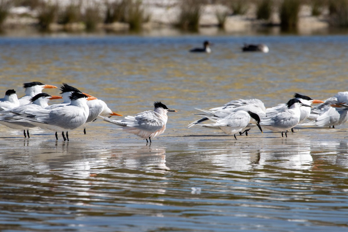 Sandwich Tern - Jack Duffy