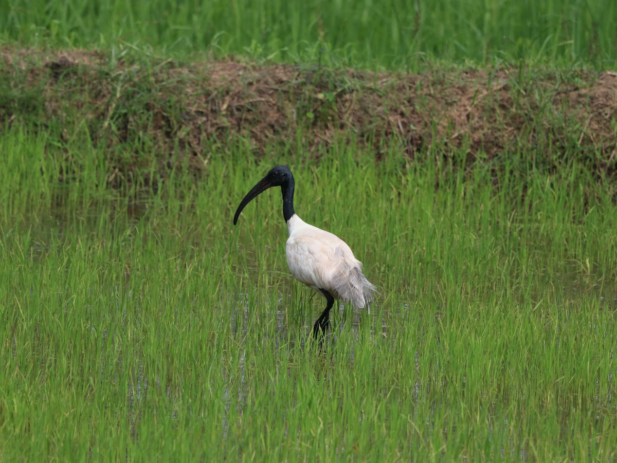 Ibis à tête noire - ML617830126