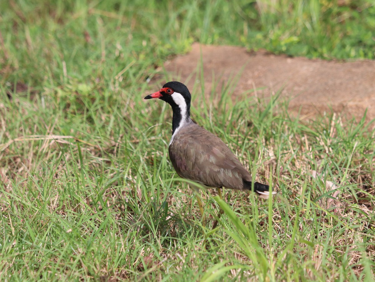 Red-wattled Lapwing - Marco Costa