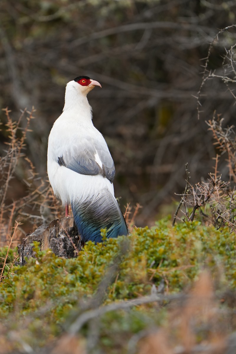 White Eared-Pheasant - Edmond Sham