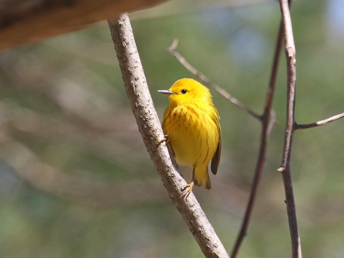 Yellow Warbler - Stephen Mirick