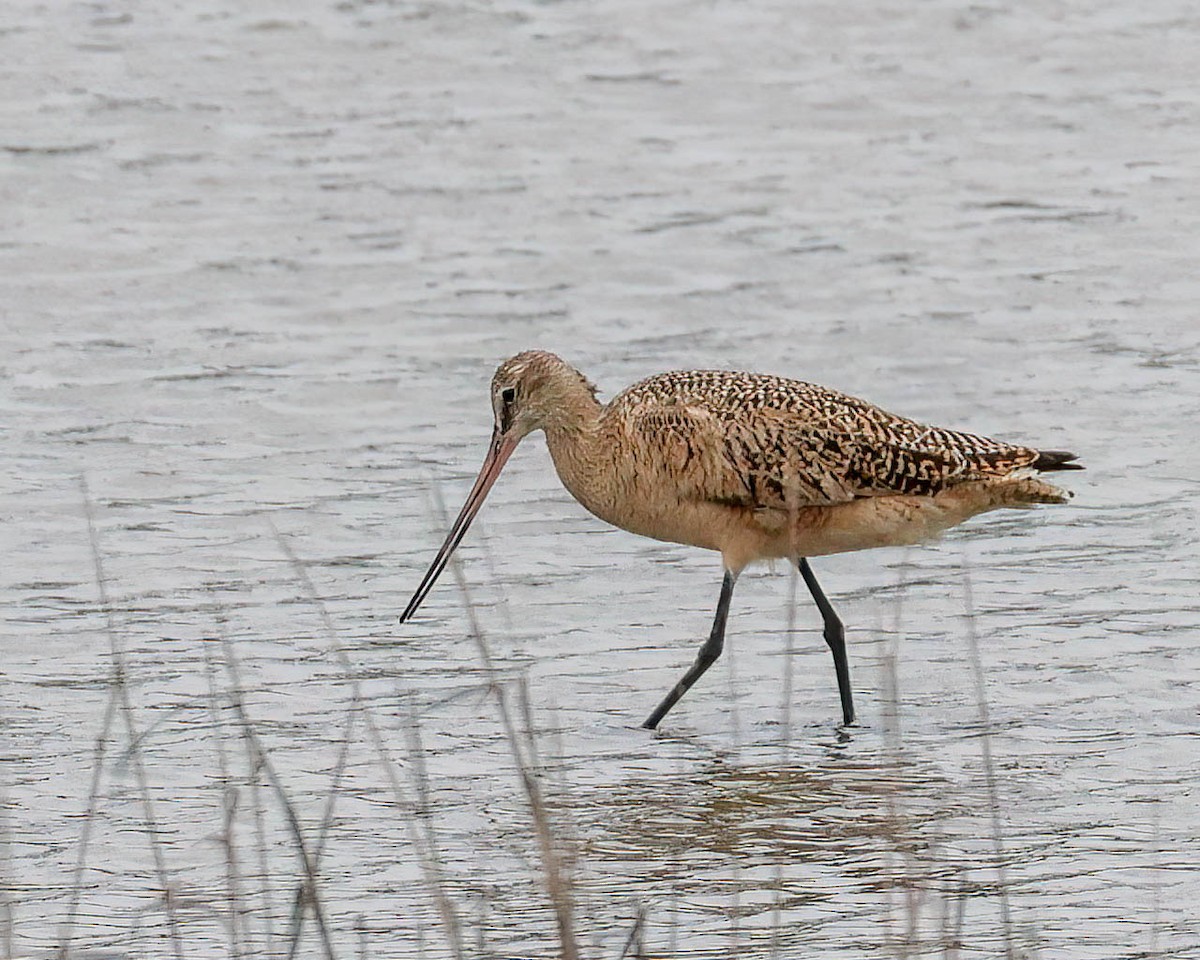 Marbled Godwit - ML617830223