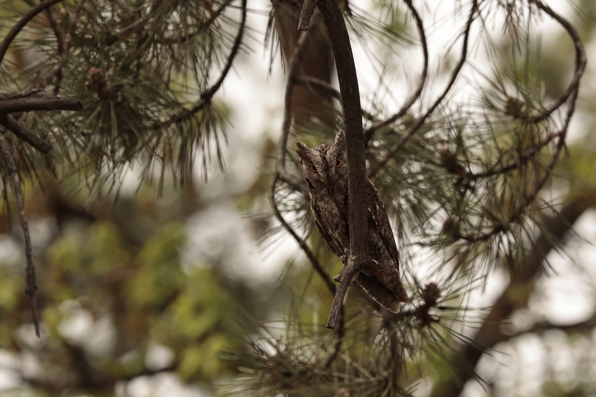 Eurasian Scops-Owl - Burak Emre