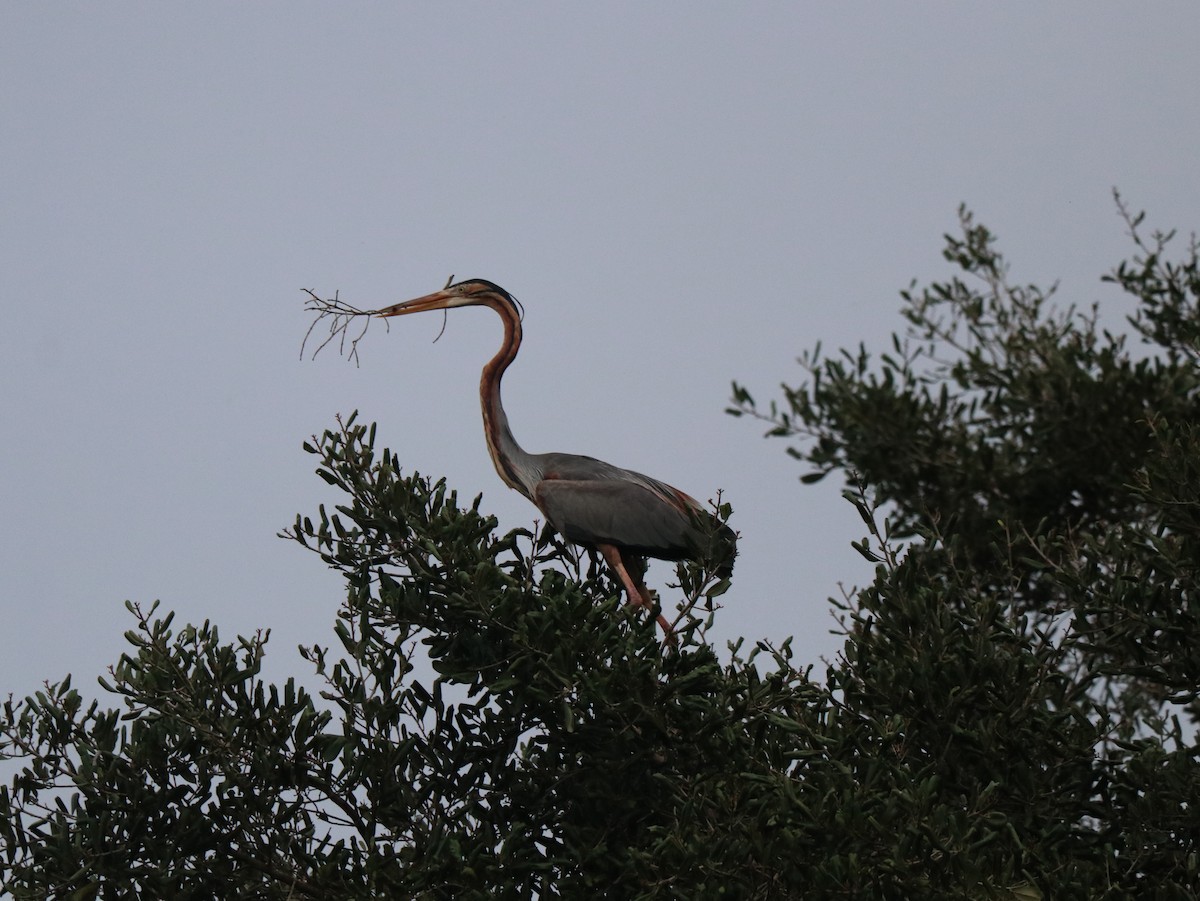 Purple Heron - ML617830250