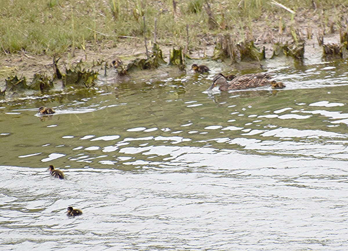 Canard colvert - ML617830261