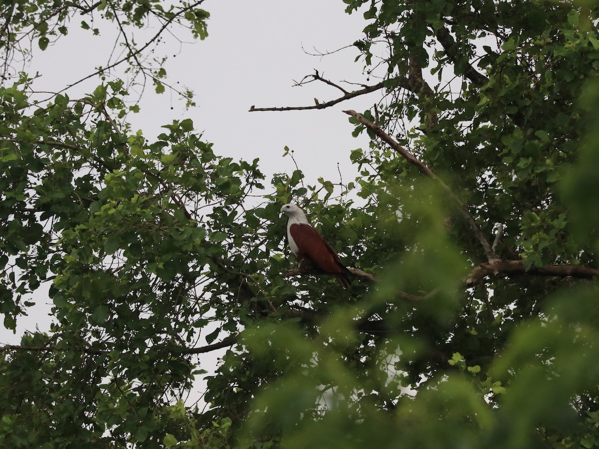 Brahminy Kite - Marco Costa