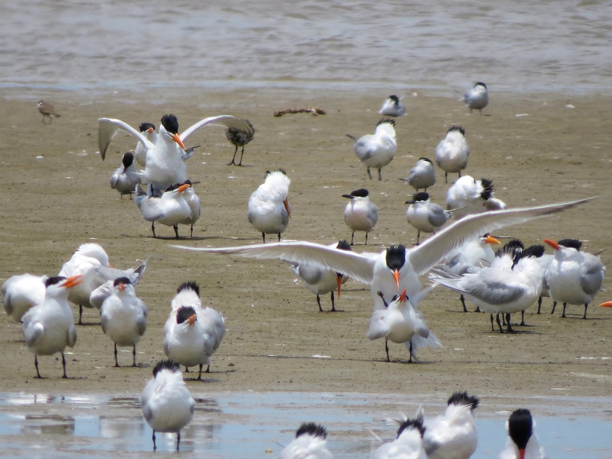 Royal Tern - John  Mariani