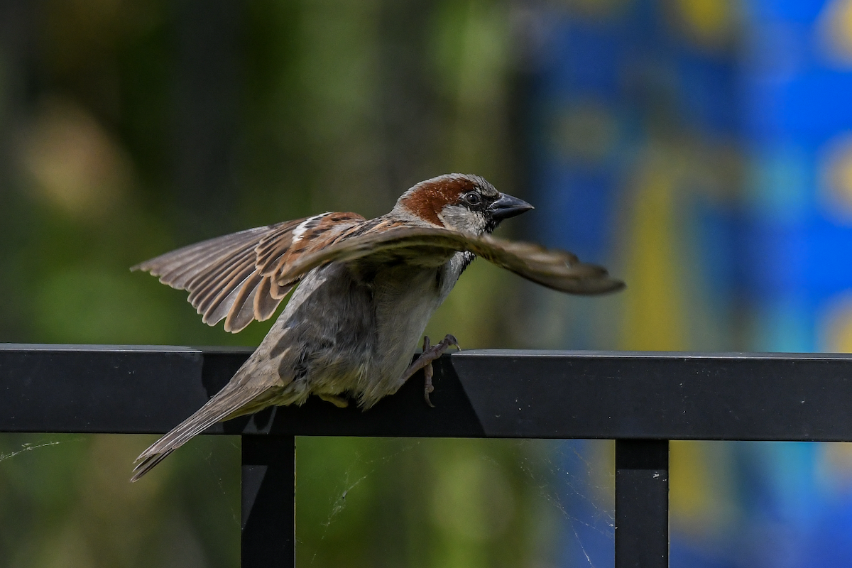 Moineau domestique - ML617830355