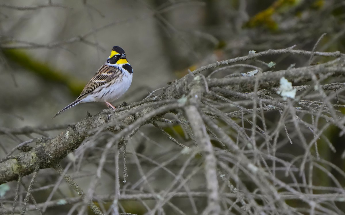 Yellow-throated Bunting - ML617830362