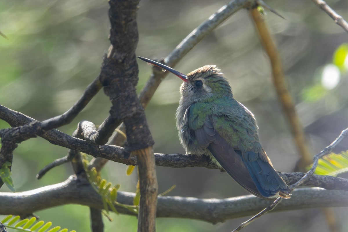 Broad-billed Hummingbird - Leslie Morgan