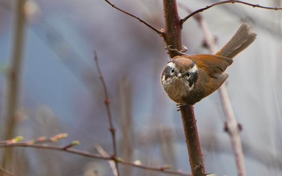 White-browed Fulvetta - ML617830376