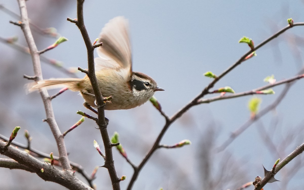 White-browed Fulvetta - Edmond Sham