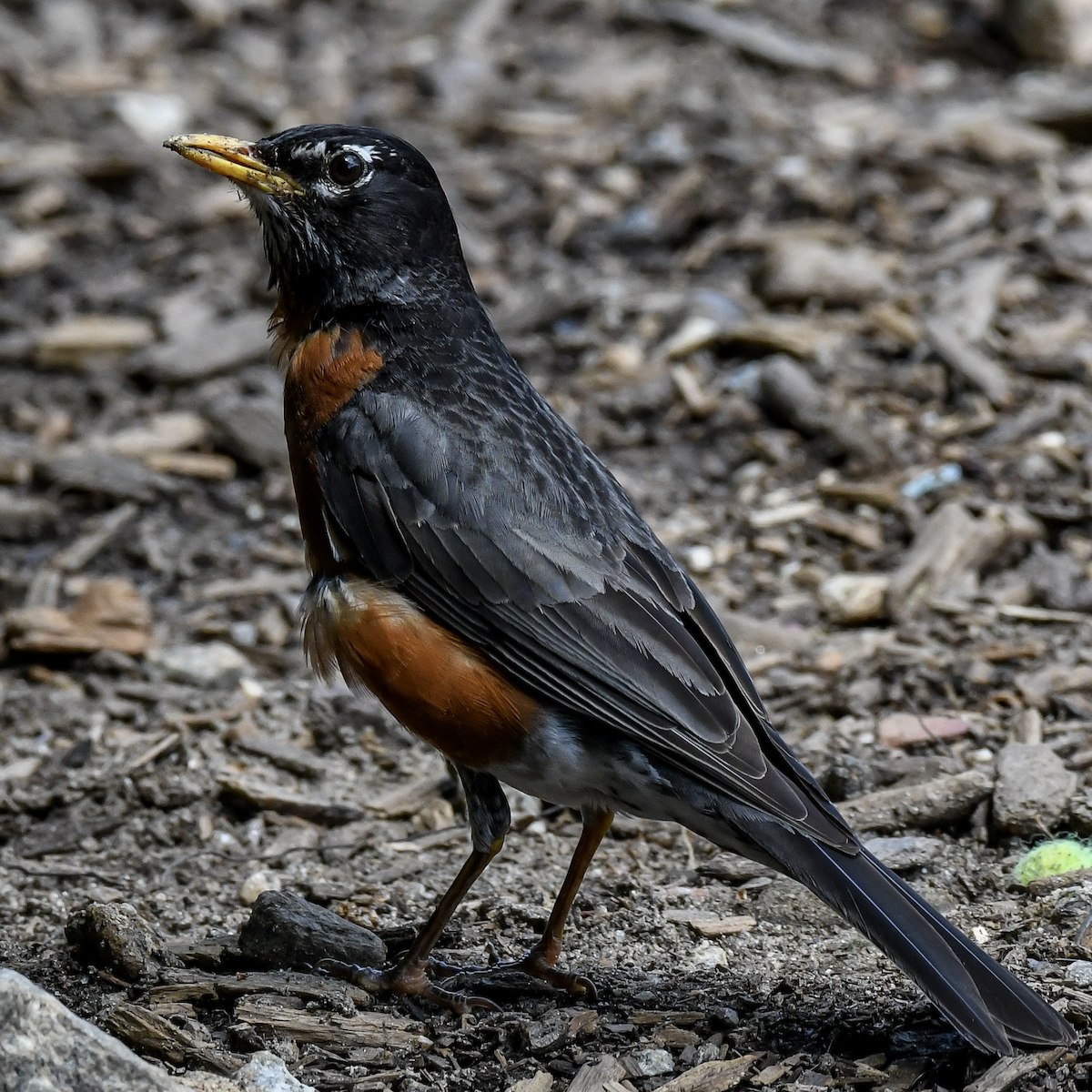 American Robin - ML617830384