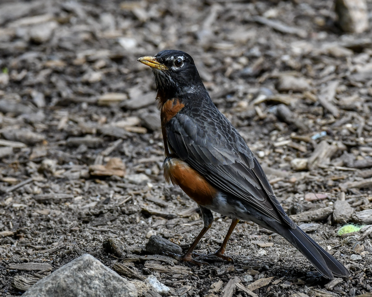 American Robin - ML617830385