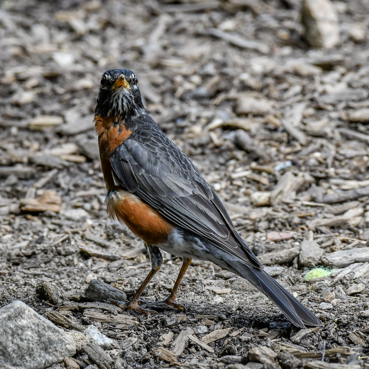 American Robin - ML617830386