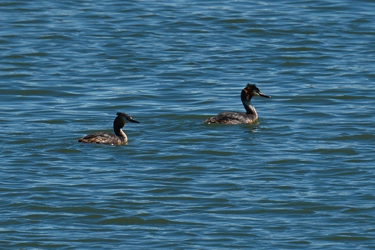 Great Crested Grebe - ML617830400