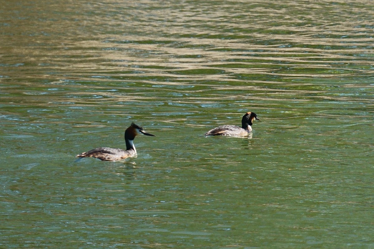 Great Crested Grebe - ML617830402