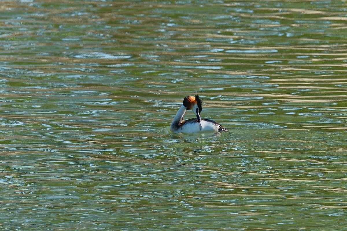 Great Crested Grebe - ML617830403