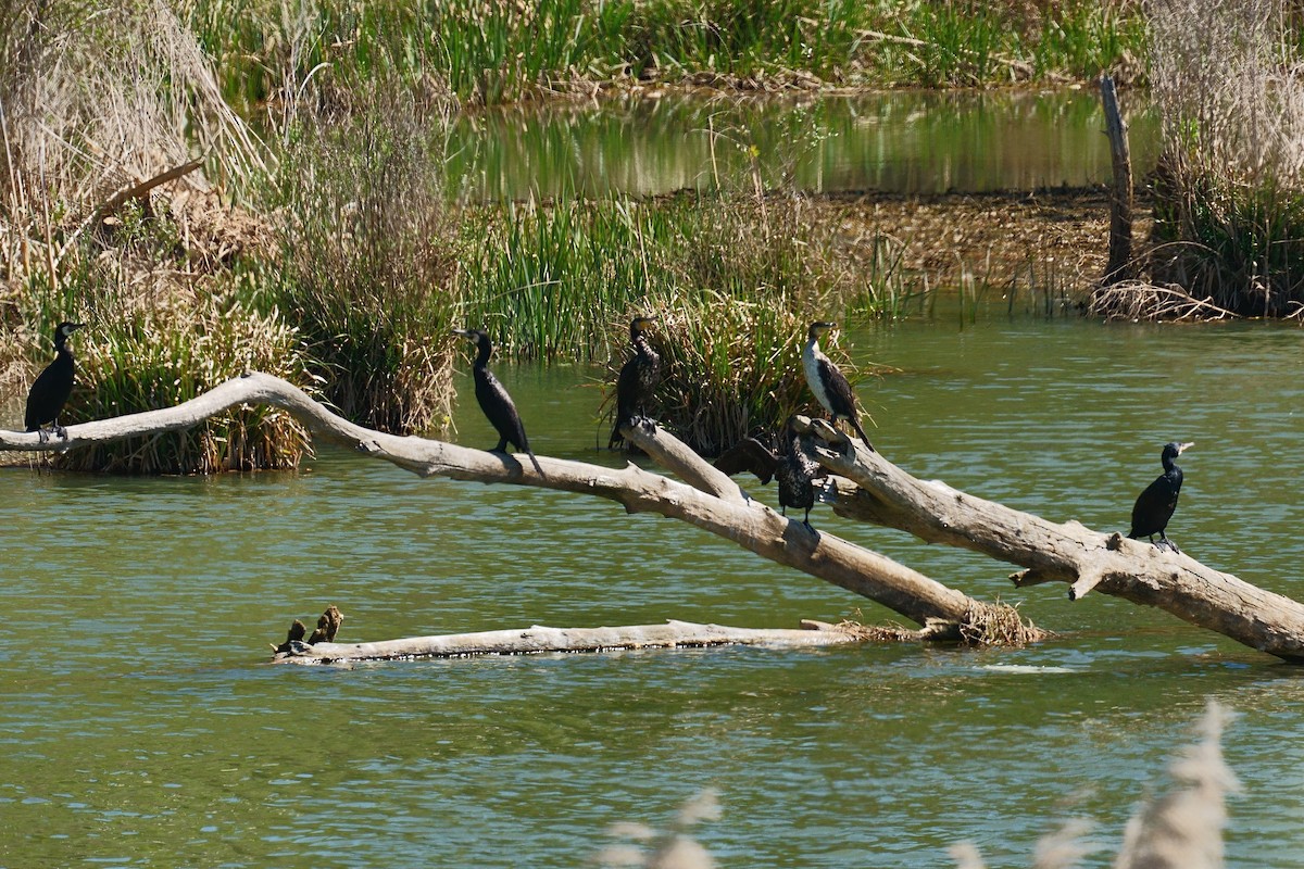 Great Cormorant - ML617830420