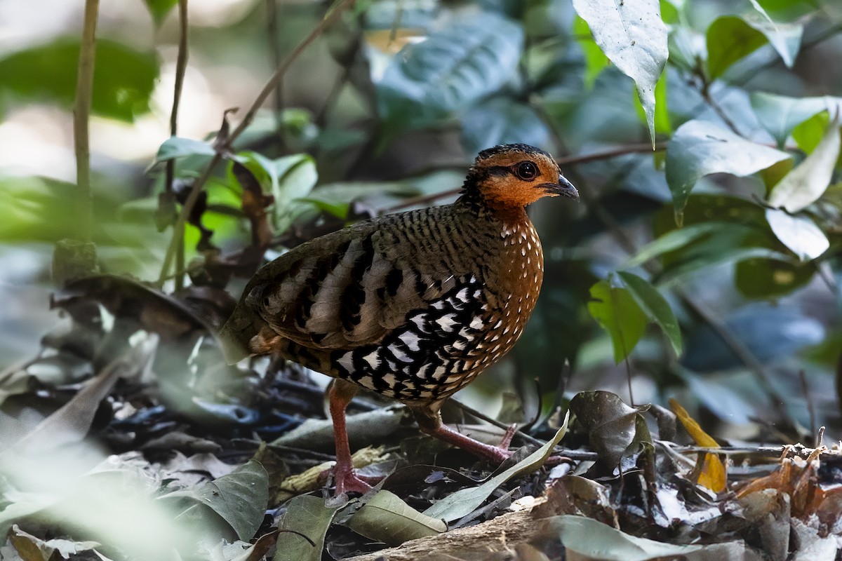 koroptev rezavohlavá (ssp. cambodiana/chandamonyi) - ML617830442