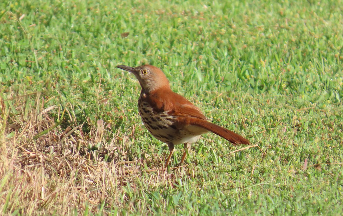 Brown Thrasher - ML617830452