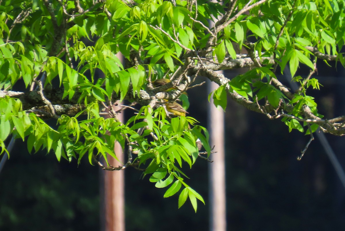 Orchard Oriole - ML617830464