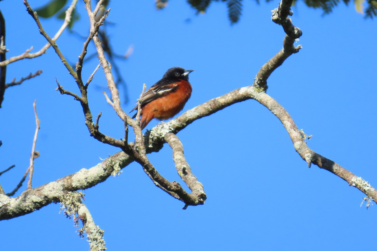 Orchard Oriole - ML617830466