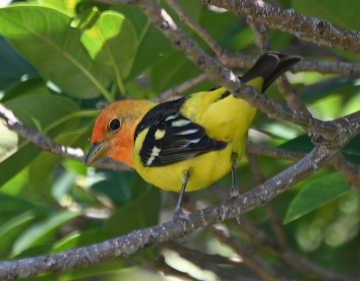 Western Tanager - ML617830467