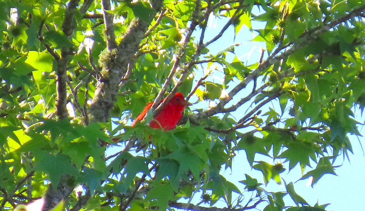 Summer Tanager - ML617830490