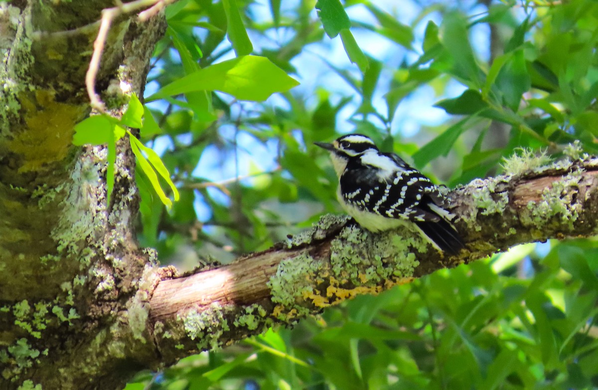 Downy Woodpecker - ML617830526