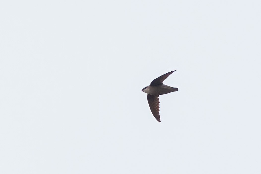 Chimney Swift - Brian Stahls