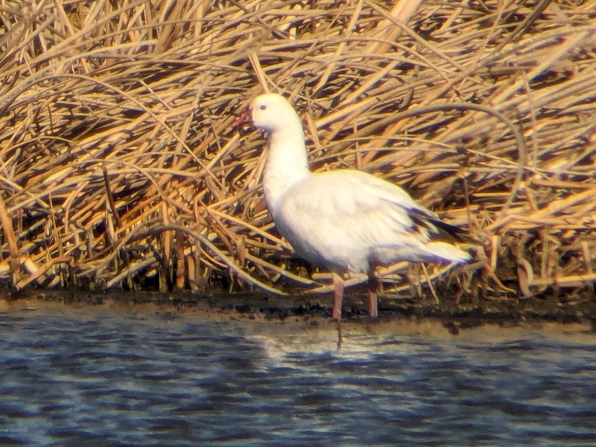 Ross's Goose - ML617830689